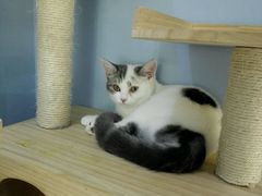 -喵的天空名猫咖啡馆·撸猫·猫舍·用品