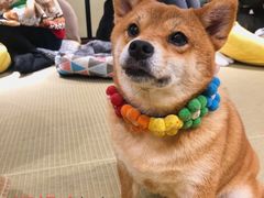 -逗柴咖啡屋·狗咖猫咖宠物桌游