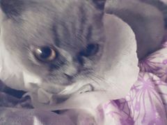 -宠福鑫康馨动物医院·骨科·眼科