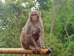 -西双版纳原始森林公园