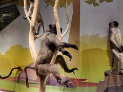 -陕西自然博物馆