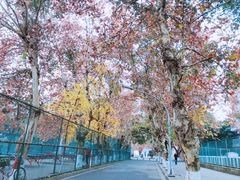 -四川大学(望江校区)