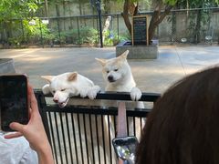-TrueLove @ Neverland (Husky Cafe)