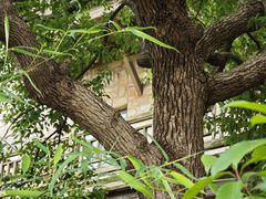 -长沙黑麋峰国家森林公园
