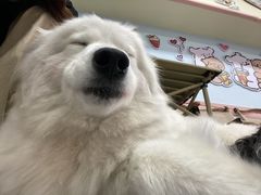 -汪说·狗咖(旺城大厦店)