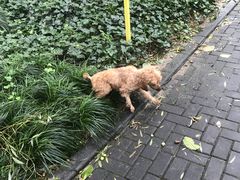 -瑞派天使宠物医院·神经外科·骨科·核磁(洛川中路店)