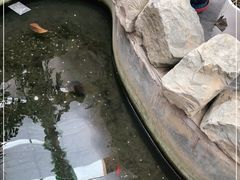 -小仙居·农家宴烤羊· 农庄