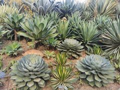 -深圳仙湖植物园
