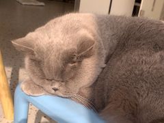 -柚子猫舍·精品猫舍购猫·猫咪认养·购宠·宠物店