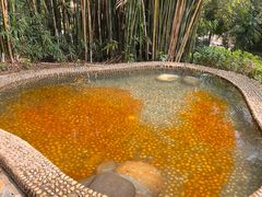 -罗浮山嘉宝田森林温泉度假酒店