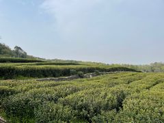 -中国茶叶博物馆(双峰馆区)