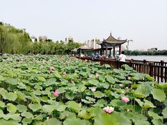 -莲花池公园