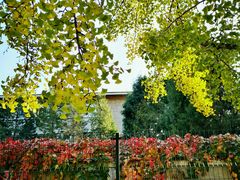 -三里屯东五街银杏大道