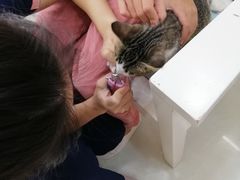-瑞鹏宠物医院·微创内窥镜·骨外科·牙科(翠竹分院)