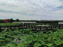 -宁波杭州湾国家湿地公园