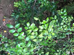 -呀路古热带植物园
