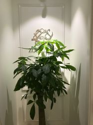 -紫御国际抗衰ZOE ANTI AGING