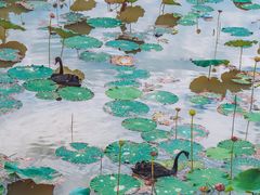 -荷兰花海