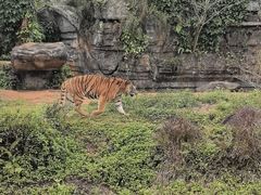 -海南热带野生动植物园