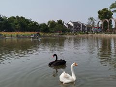 -鹅湖玫瑰文化园