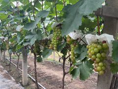 -马陆小张葡萄园农家乐