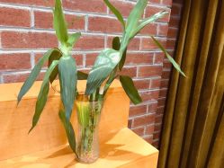 -时尚殿堂·颜SPA