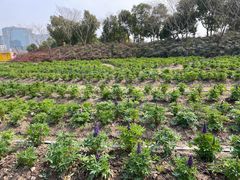 -春花秋色城市公园