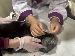 -宠爱国际动物医院·消化内科·心肾内科·ISFM猫友好(望京店)