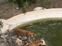 -石家庄市动物园