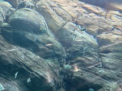 -上海海洋水族馆