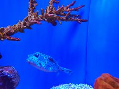 -上海海洋水族馆