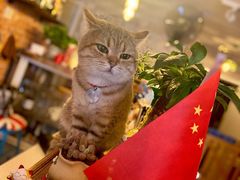 -名猫咖啡馆·撸猫·拼豆