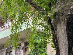 -乌镇东栅景区