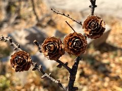 -崂山巨峰游览区