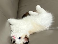 -东方名猫馆·英短金渐层布偶猫舍(环线广场1号楼店)