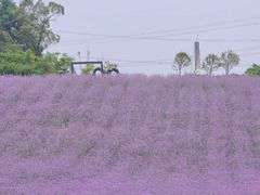 -紫颐香薰山谷景区