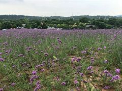 -大塘金香草谷