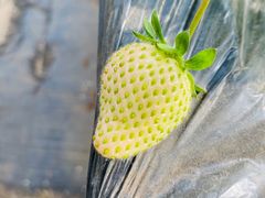 -甜心庄园·甜心草莓采摘园(西青中北店)