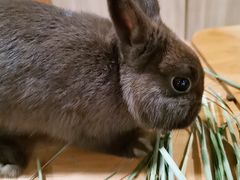 -藦茜花园宠物主题亲子互动体验馆(国顺东路店)