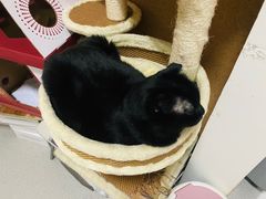 -我爱猫咪·猫咖·狗咖·安哥拉兔·羊驼咖(小寨华旗店)