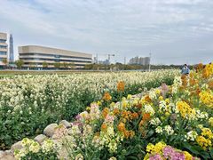 -三圣花乡旅游区
