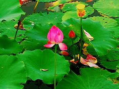 -天津东丽湖风景区