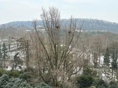 -武汉大学老图书馆