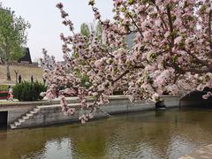 -海棠花溪(元大都城垣遗址公园)