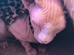 -藏猫猫咖啡主题馆(中央大道店)