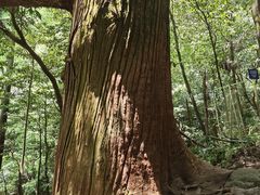 -天目山大树王景区