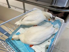 -怪兽屋·羊驼·猫咖·狗咖(俊华广场店)