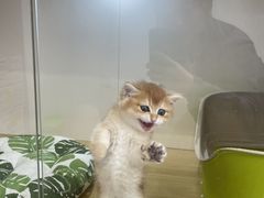 -青奢宠物·青奢猫舍