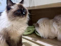 -藏猫猫咖啡主题馆(中央大道店)