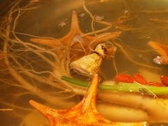 海星-千岛蚝高压锅生蚝·人参火锅(白云万达店)